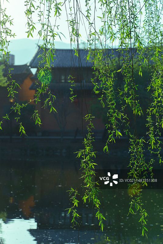 春天垂柳与村庄图片素材