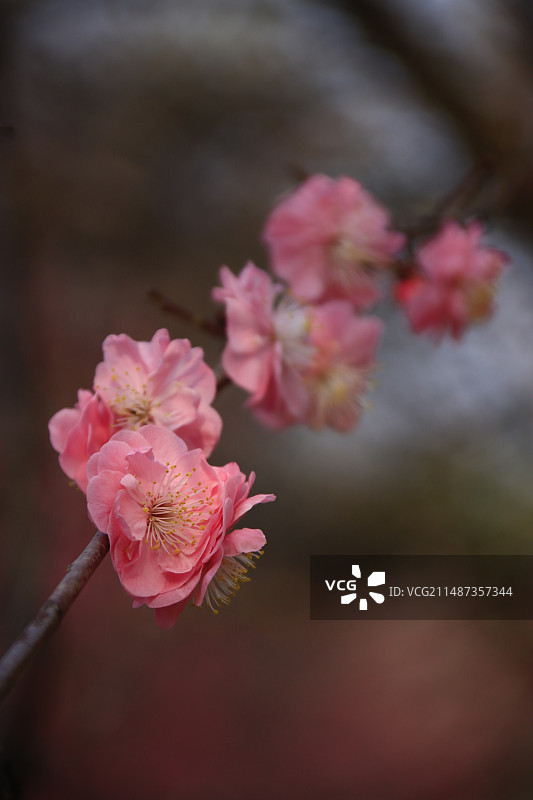 春天梅花盛开图片素材