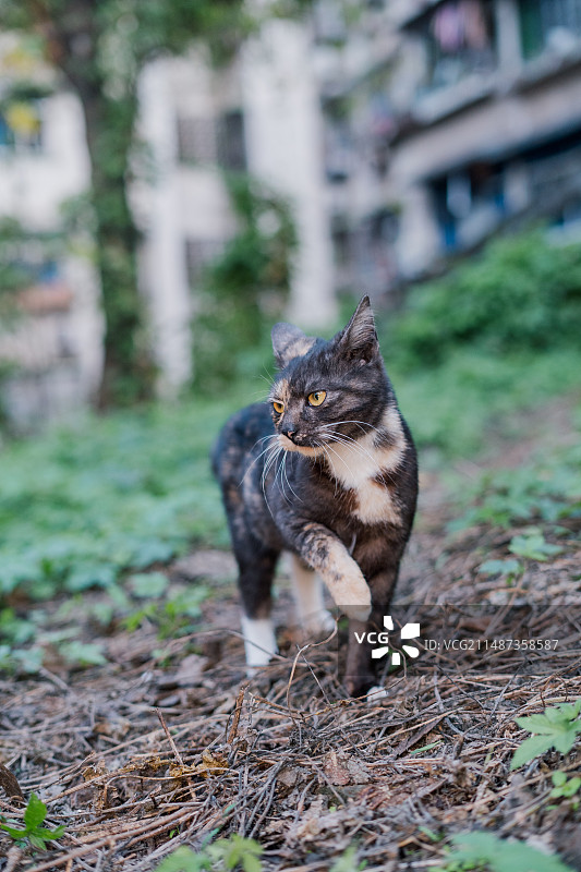 流浪的玳瑁猫图片素材