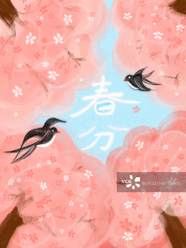 春分樱花盛开图片素材