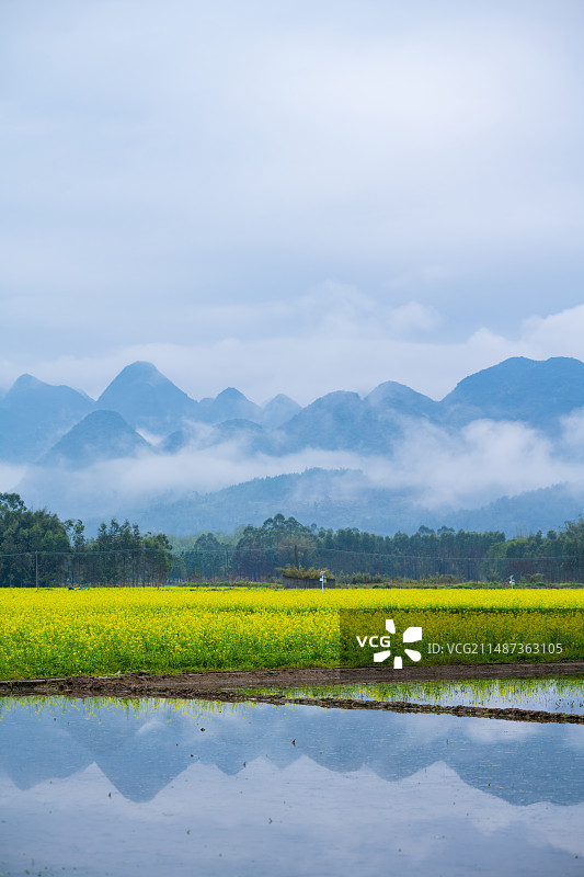 广东省清远市乡村清晨的山水风光和近处油菜花农田田园风光同框图片素材