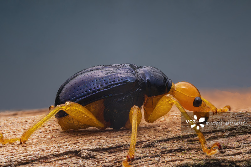 金花虫堆叠图片素材