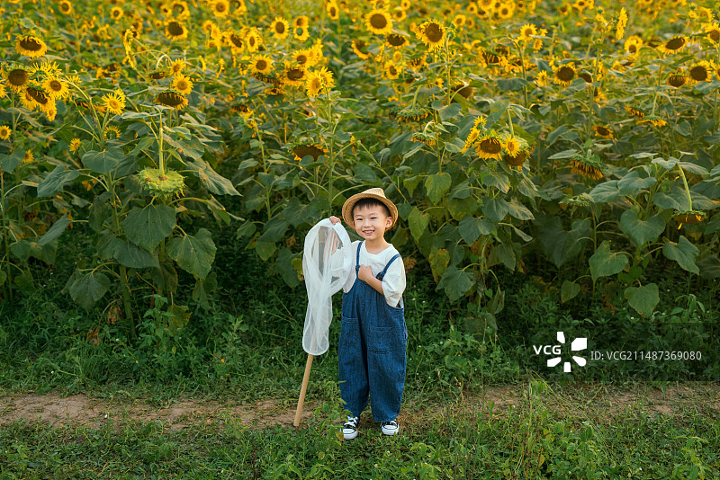 小男孩在向日葵花海里图片素材