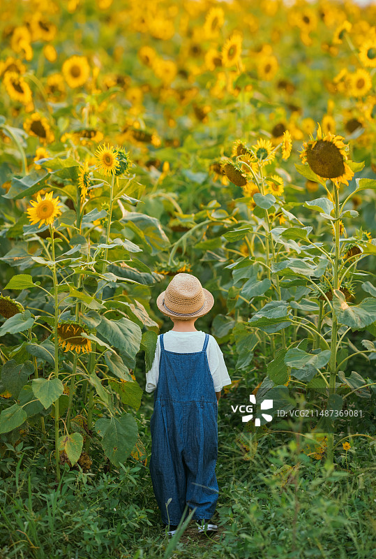 小男孩在向日葵花海里图片素材