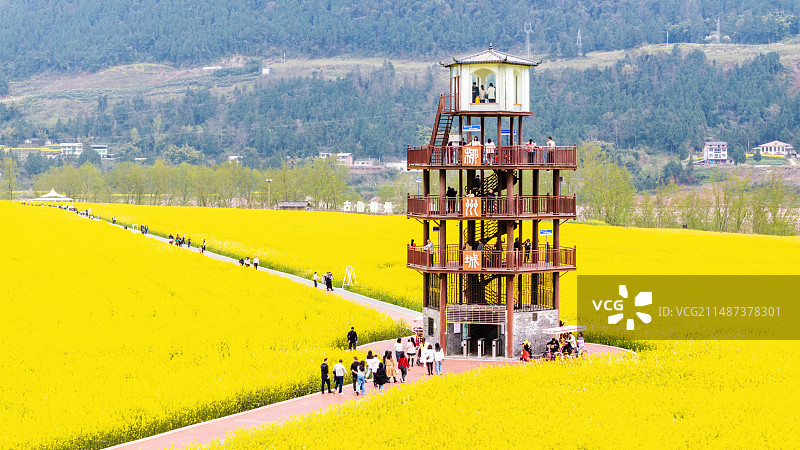 巴中平昌白衣古镇油菜花图片素材