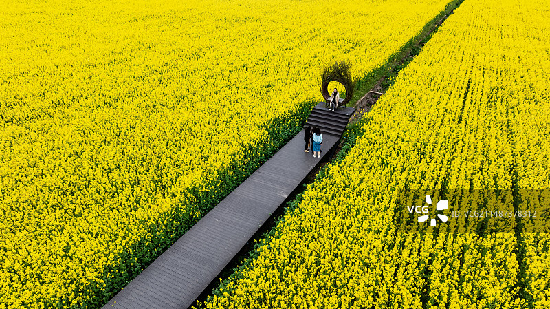 巴中平昌白衣古镇油菜花图片素材