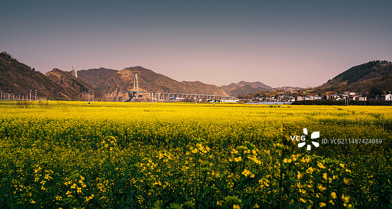 湖北省十堰市郧阳区五峰乡油菜花海图片素材