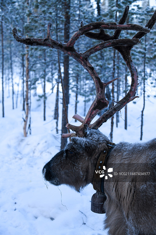 雪地里的驯鹿图片素材