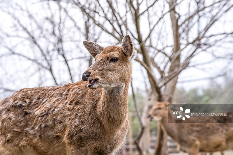大家长图片素材