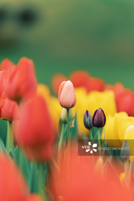 南京绿博园-郁金香图片素材