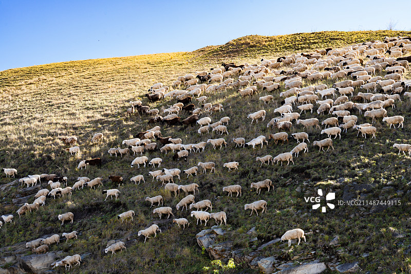 草原羊群1图片素材