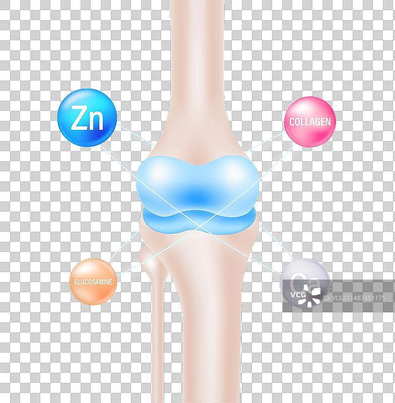 膝关节营养元素图图片素材