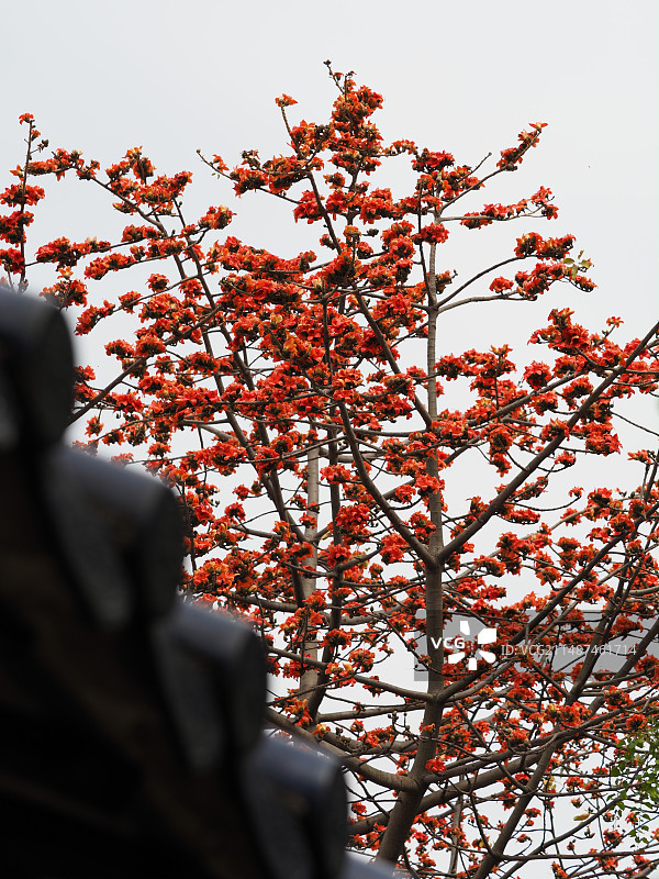 余荫山房的木棉花开了图片素材