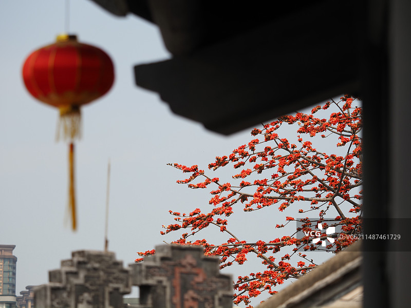 余荫山房的木棉花开了图片素材