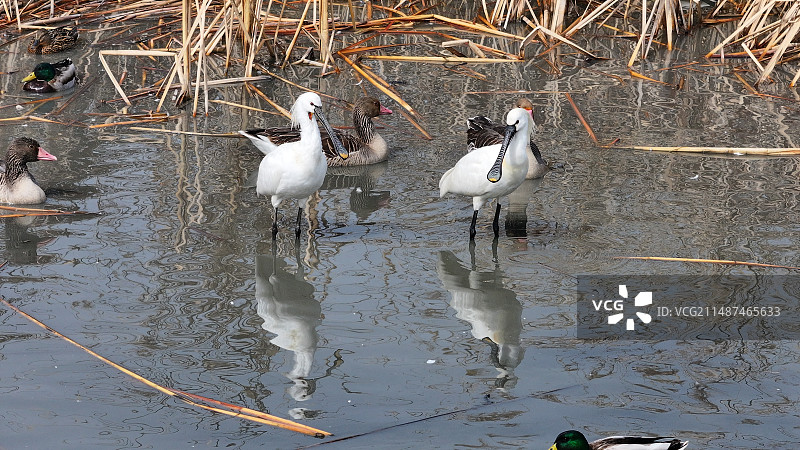 天津七里海湿地春天白琵鹭觅食图片素材