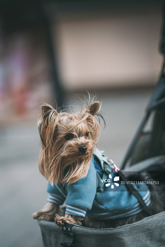 狗的特写肖像图片素材