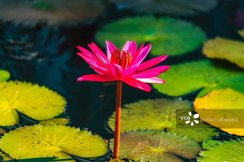 泰国（东北部）乌隆府、乌隆他尼Nong Han Kumphawapi Lake侬韩湖（隆汉湖）红莲花图片素材