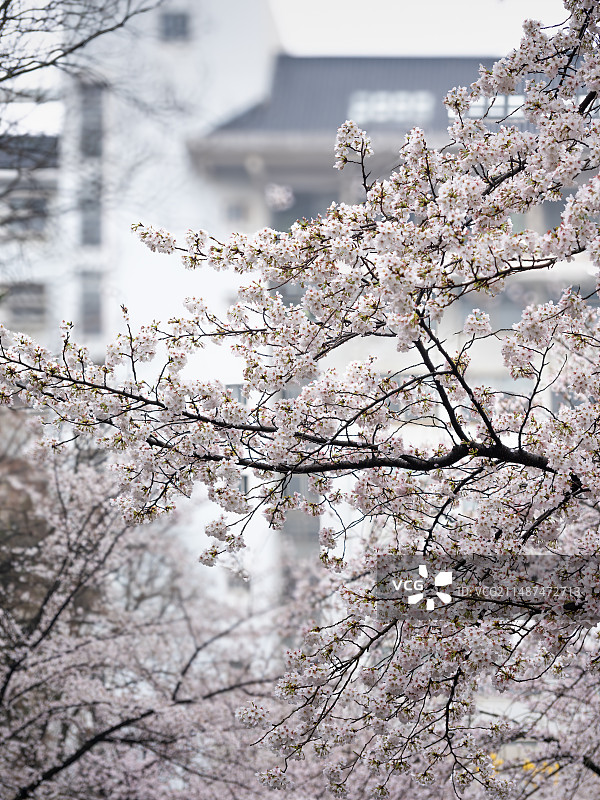 南京林业大学的樱花图片素材