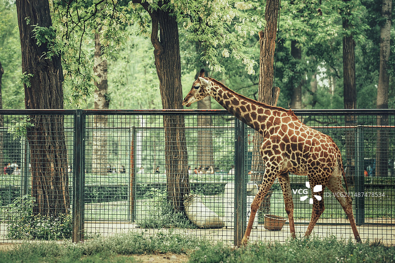 动物园里的长颈鹿图片素材