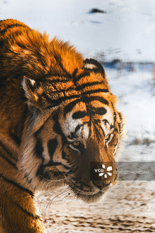 东北虎林园老虎图片素材