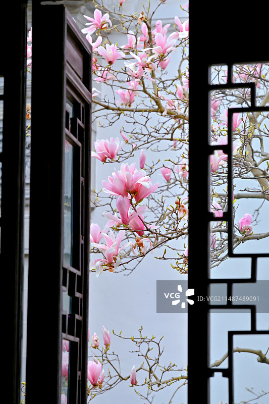 春天苏州园林耦园的窗景玉兰花图片素材