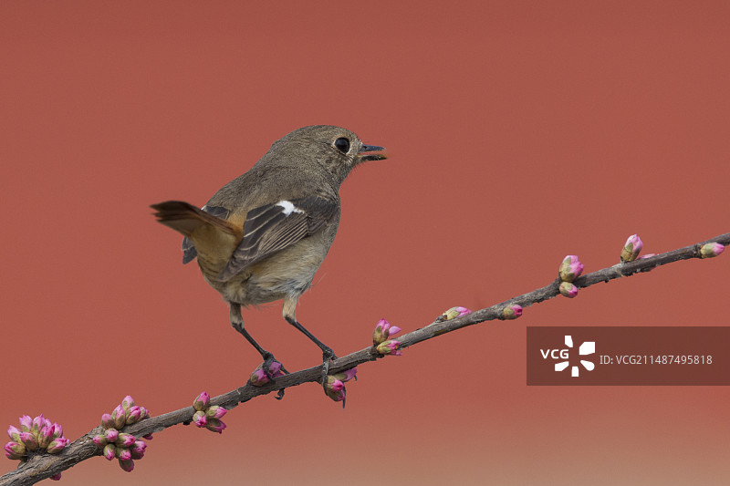 北红尾鸲图片素材