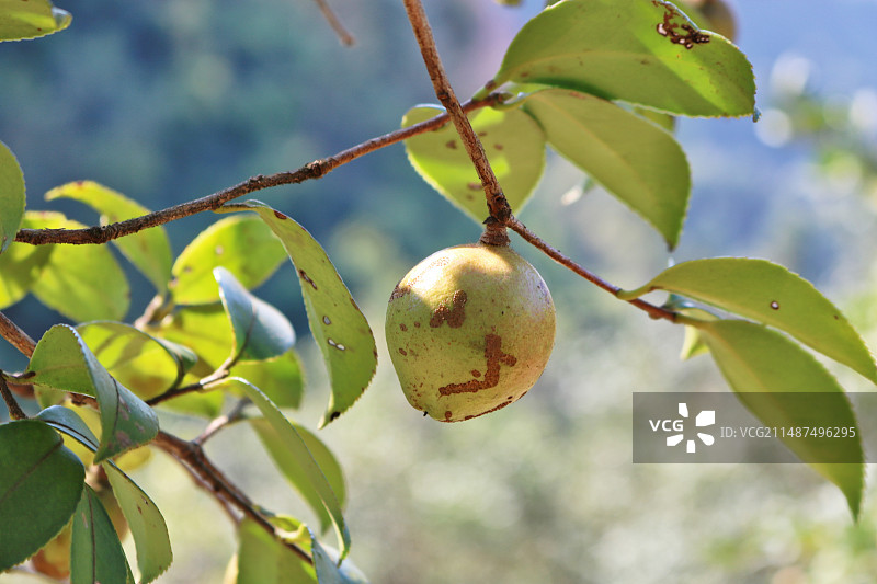 山茶籽图片素材