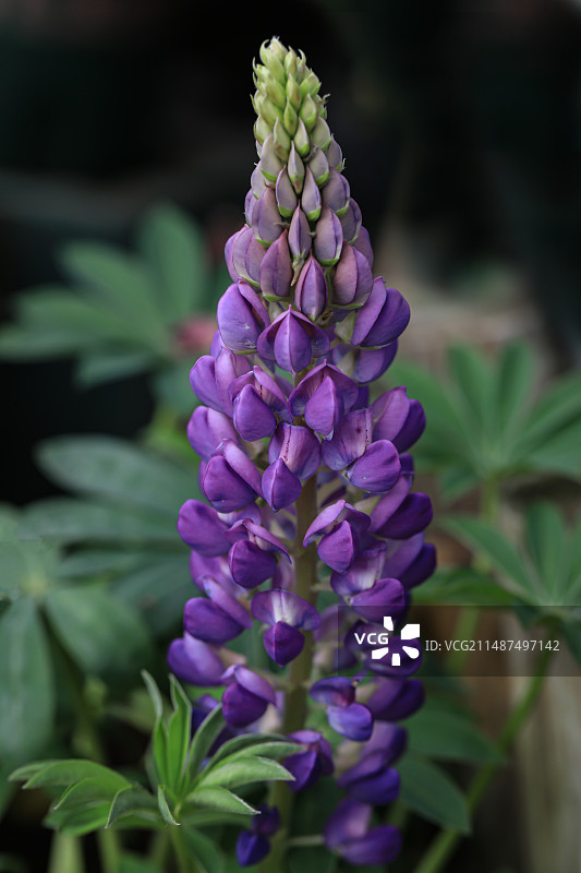 羽扇豆图片素材