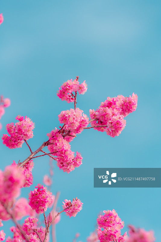 南京玄武湖樱花盛开图片素材