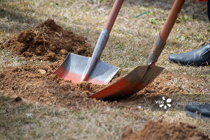 植树种树造林绿化，种树挖坑特写图片素材