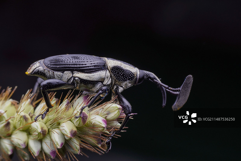 象鼻虫图片素材