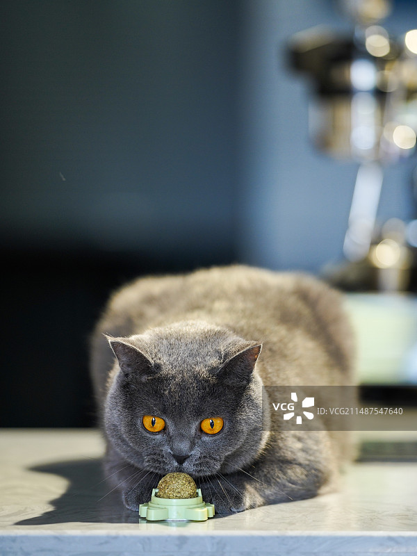 猫的特写肖像图片素材