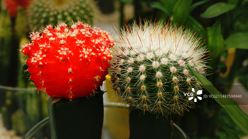 仙人球 成双对图片素材