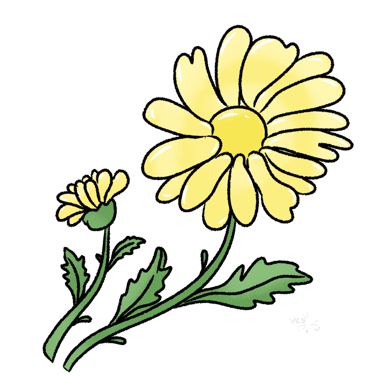 菊花手绘插画图片素材