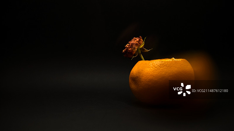 花卉·静物图片素材