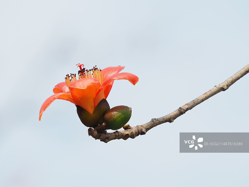 晴空下木棉花的低角度观察图片素材