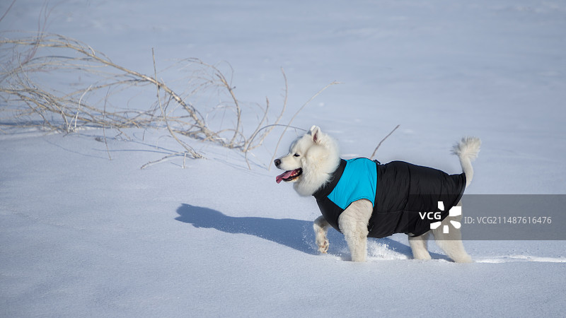 雪地里的萨摩耶图片素材