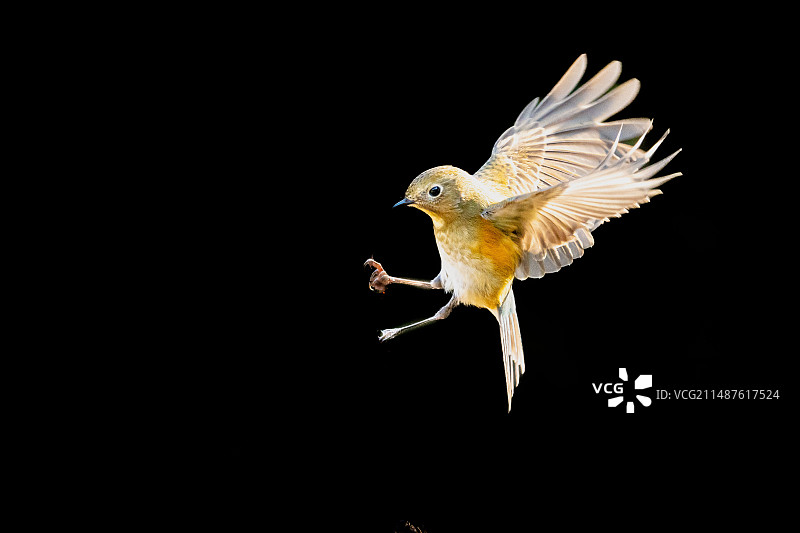 空中飞行图片素材