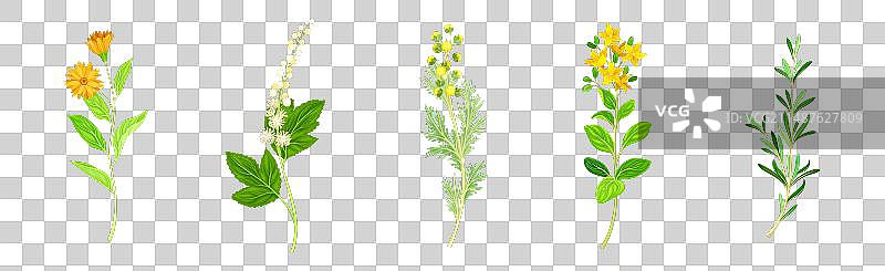 带茎开花植物的草药图片素材