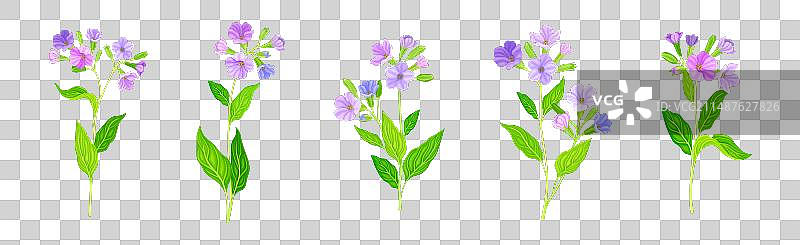 开着紫色花的肺草或称 Pulmonaria图片素材