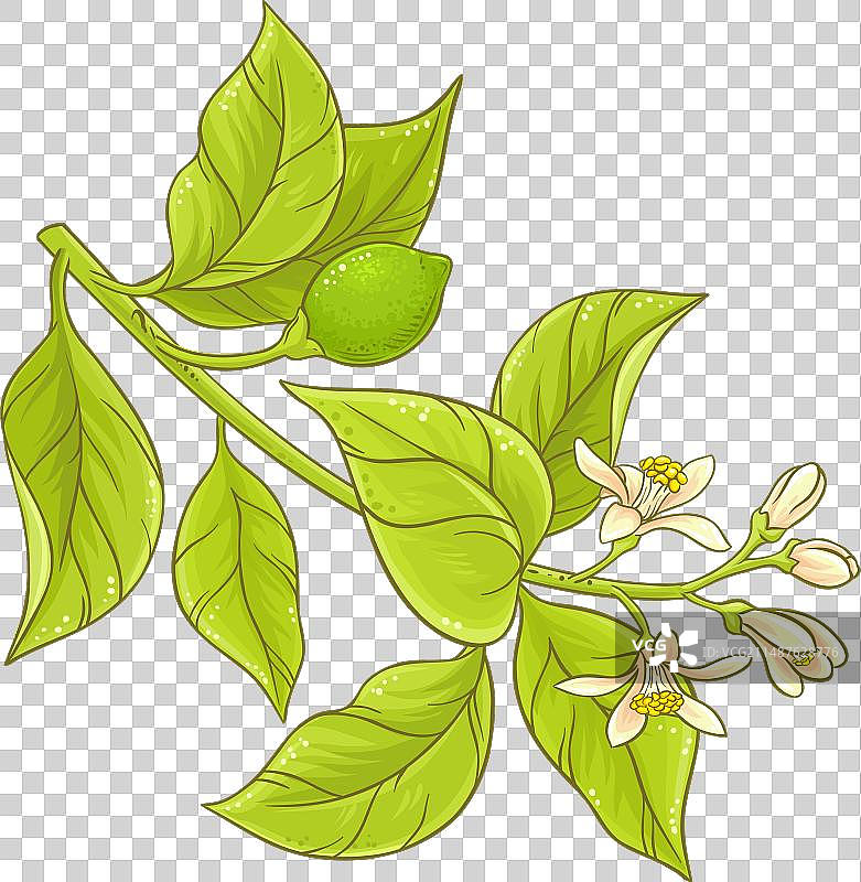 彩色柠檬花枝图片素材