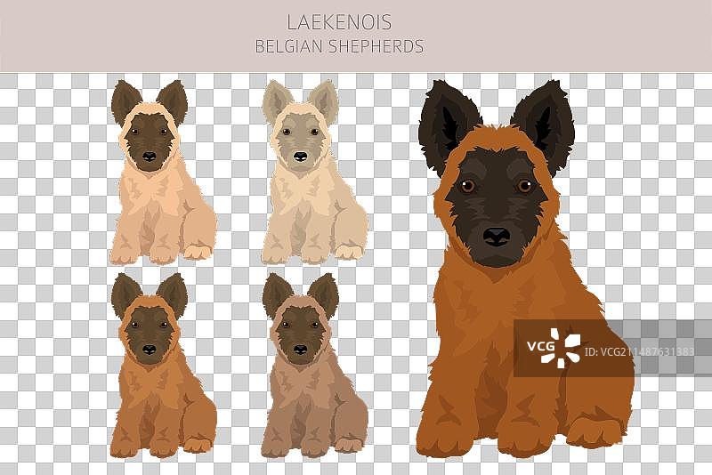 比利时拉肯诺斯犬小狗剪贴画不同姿势图片素材