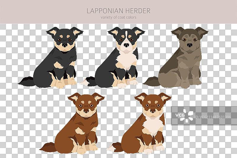 拉普猎犬幼犬剪贴画的不同姿势图片素材