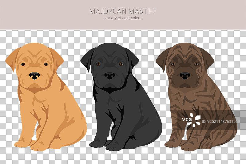 各种毛色的马略卡獒犬小狗剪贴画图片素材