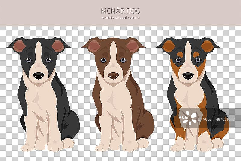 麦克纳布犬幼犬剪贴画全套毛色图片素材