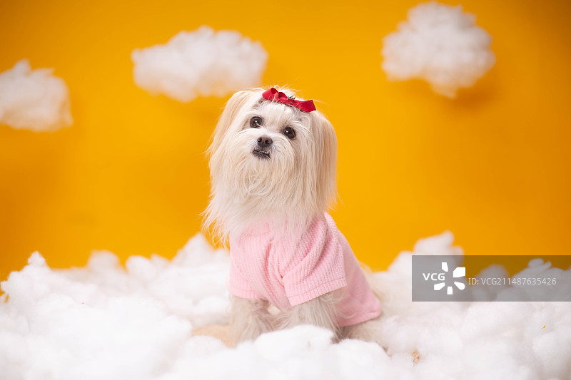 马尔济斯内景写真图片素材