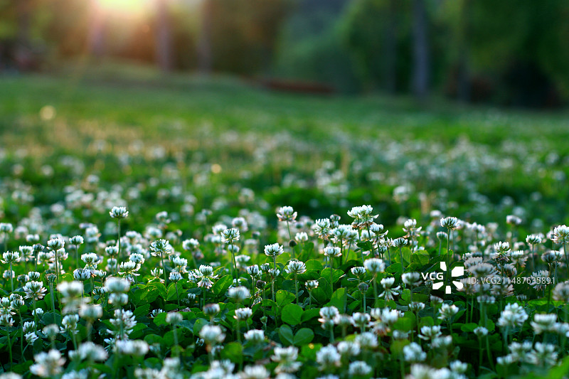 清新白车轴草花海图片素材