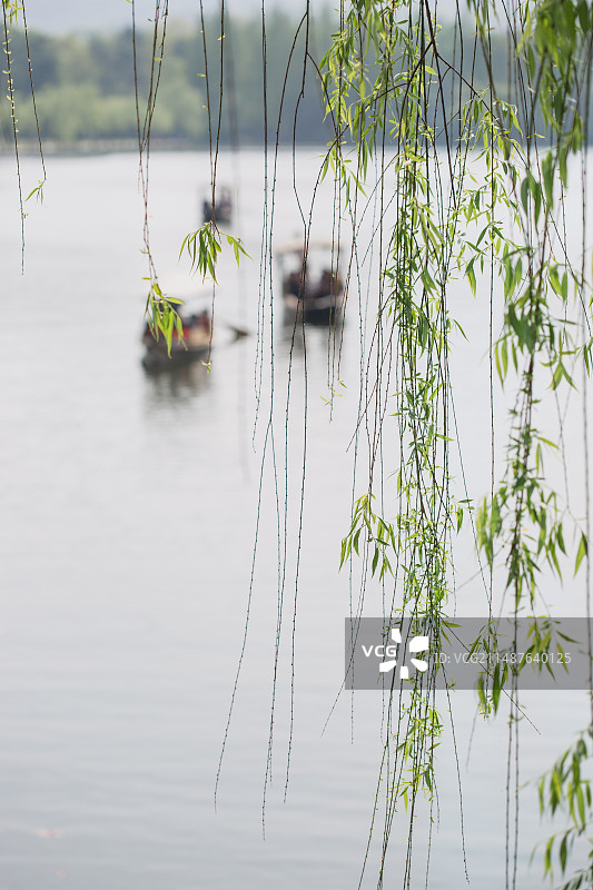 春天的柳树枝条图片素材