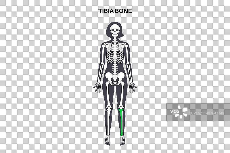 胫骨解剖图片素材