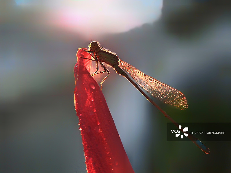 夕阳下的豆娘图片素材